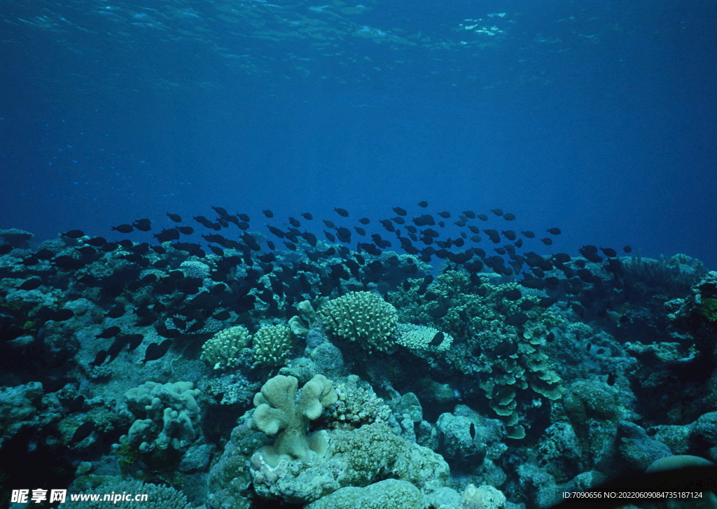 探索海洋生物    