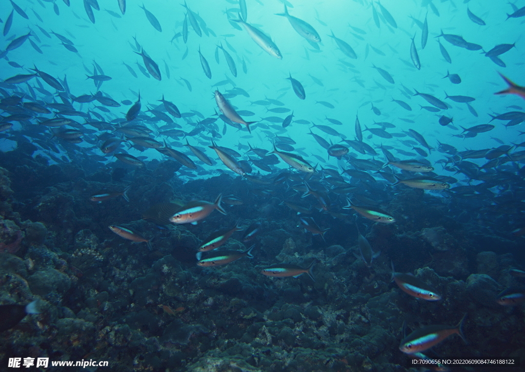 探索海洋生物    