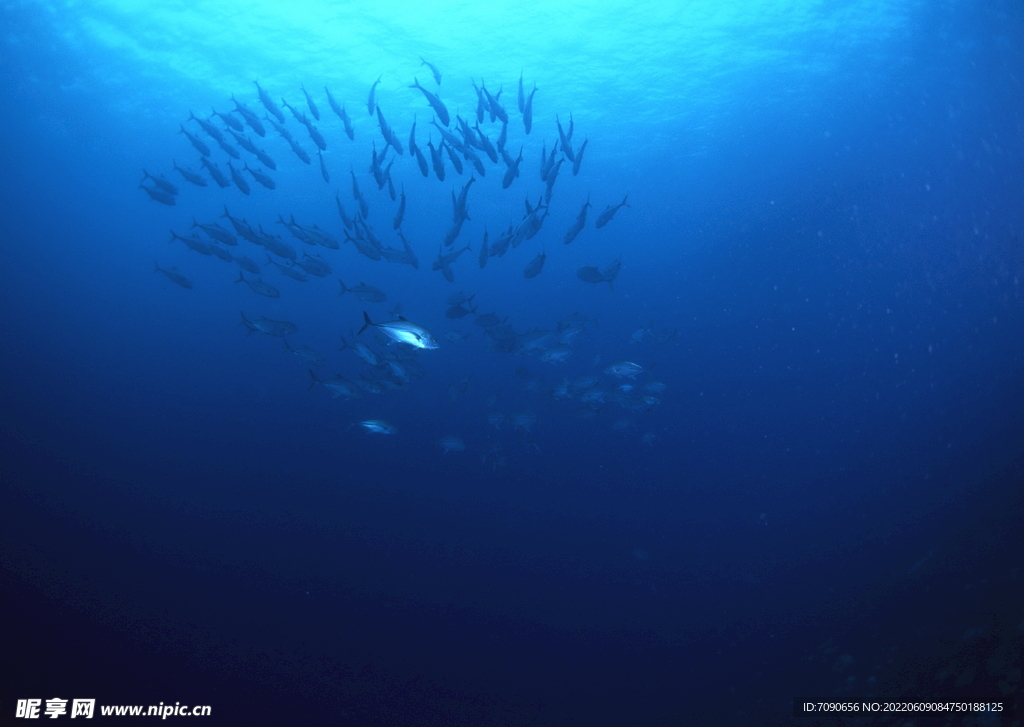 探索海洋生物    