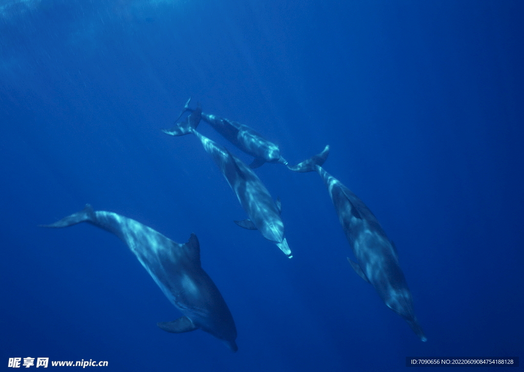 神秘海域生物    