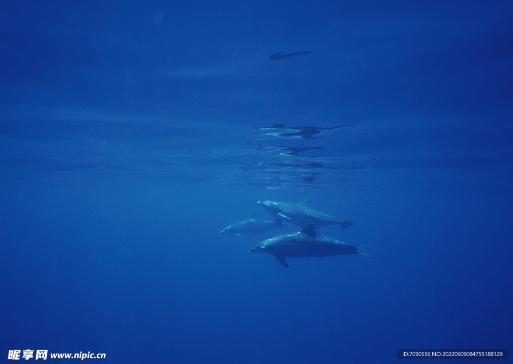 探索海洋生物    