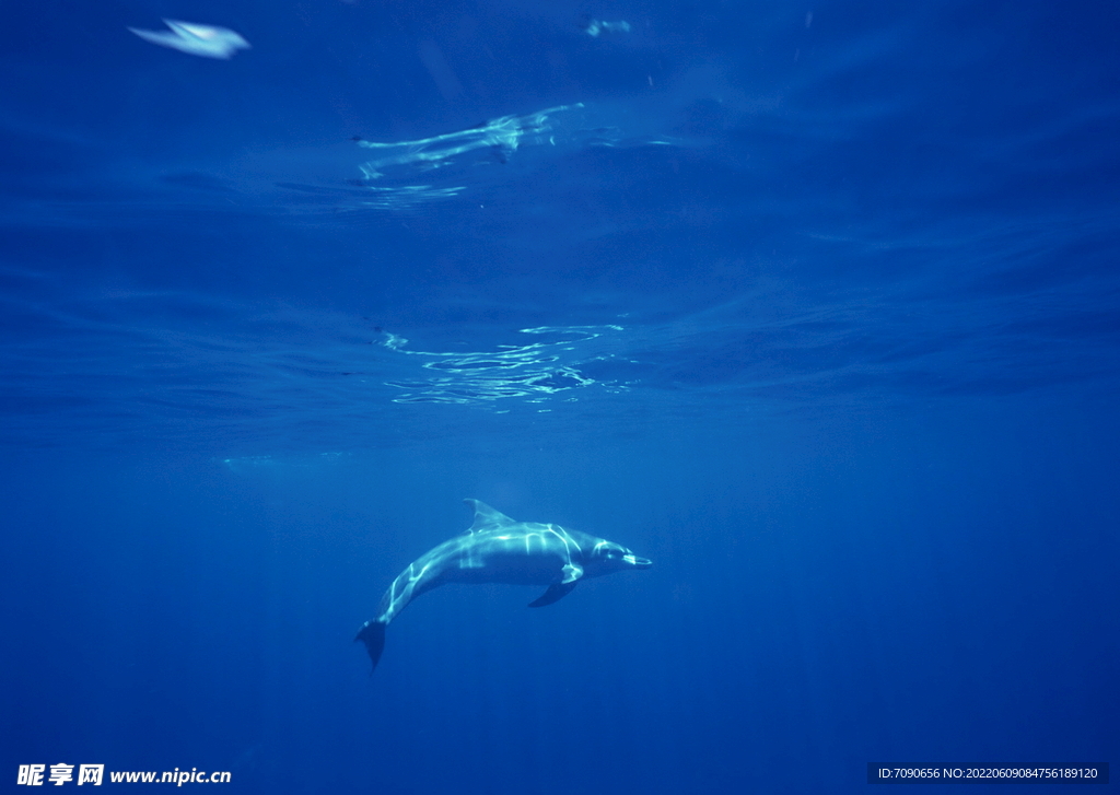 探索海洋生物    