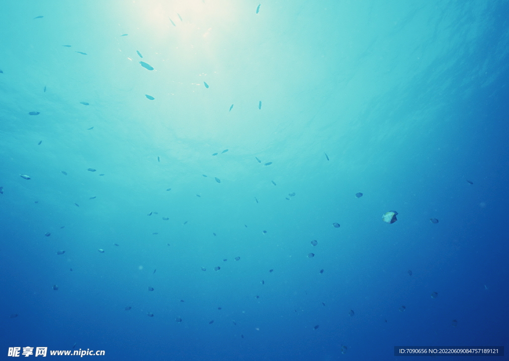 探索海洋生物    