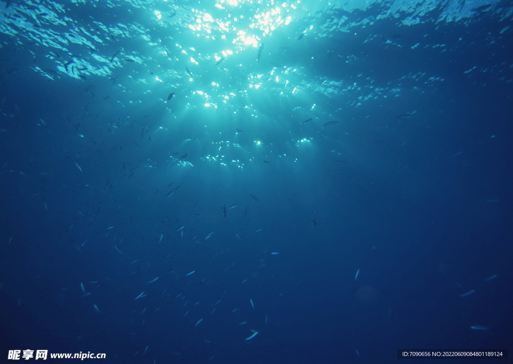 探索海洋生物    