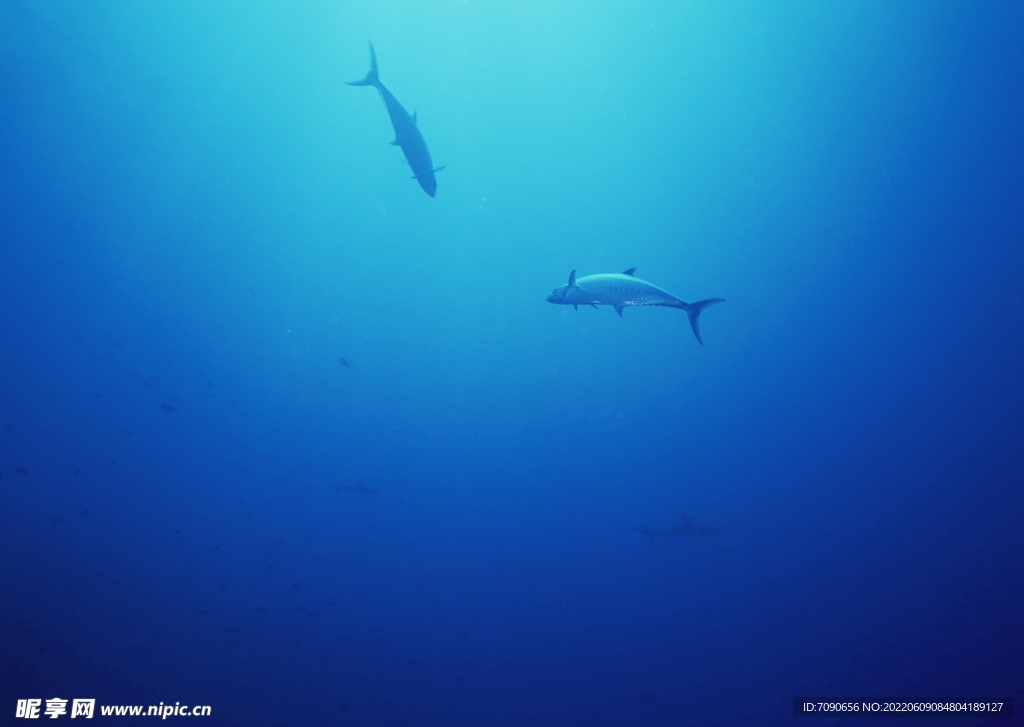 神秘海域生物    
