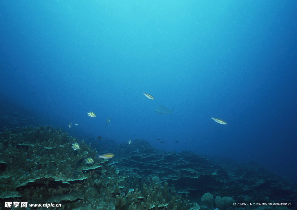 神秘海域生物    