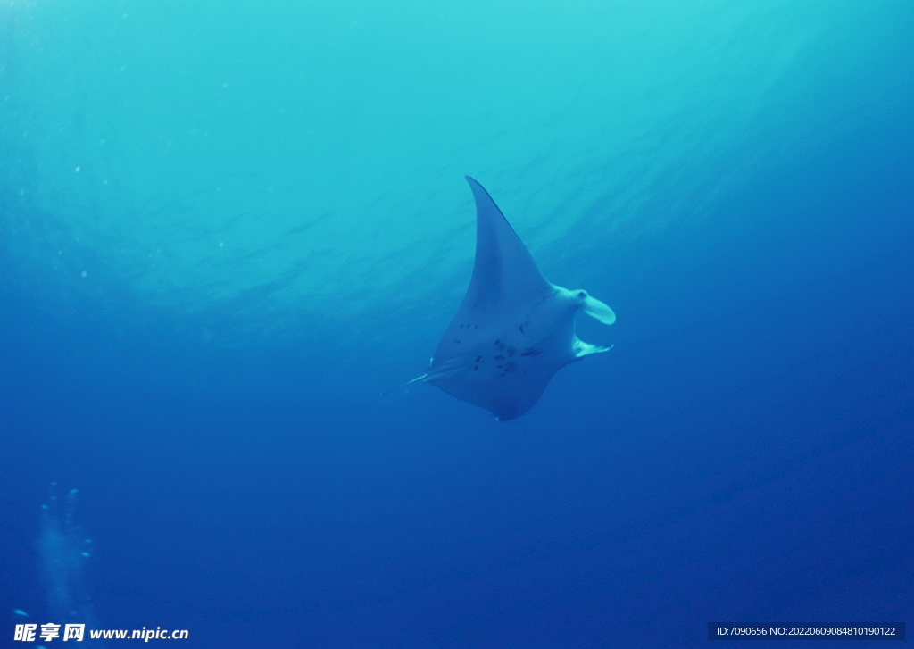 神秘海域生物    