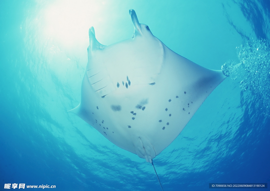 神秘海域生物    