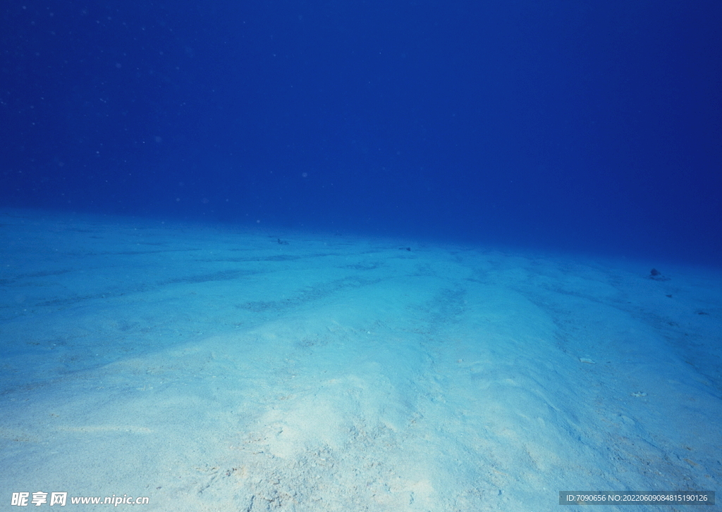 神秘海域生物    