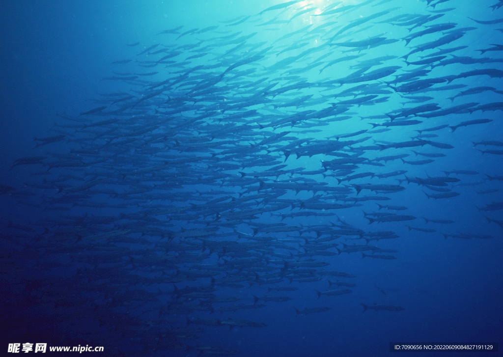 神秘海域生物    