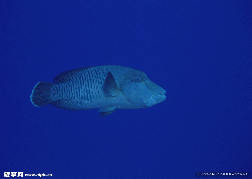 神秘海域生物    