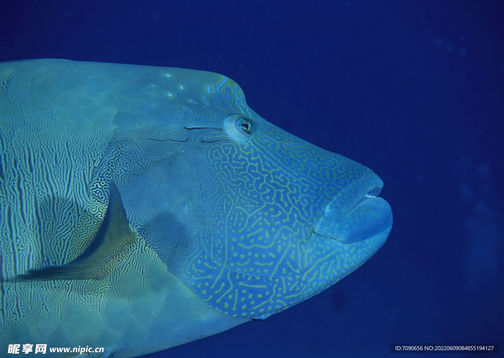 神秘海域生物    