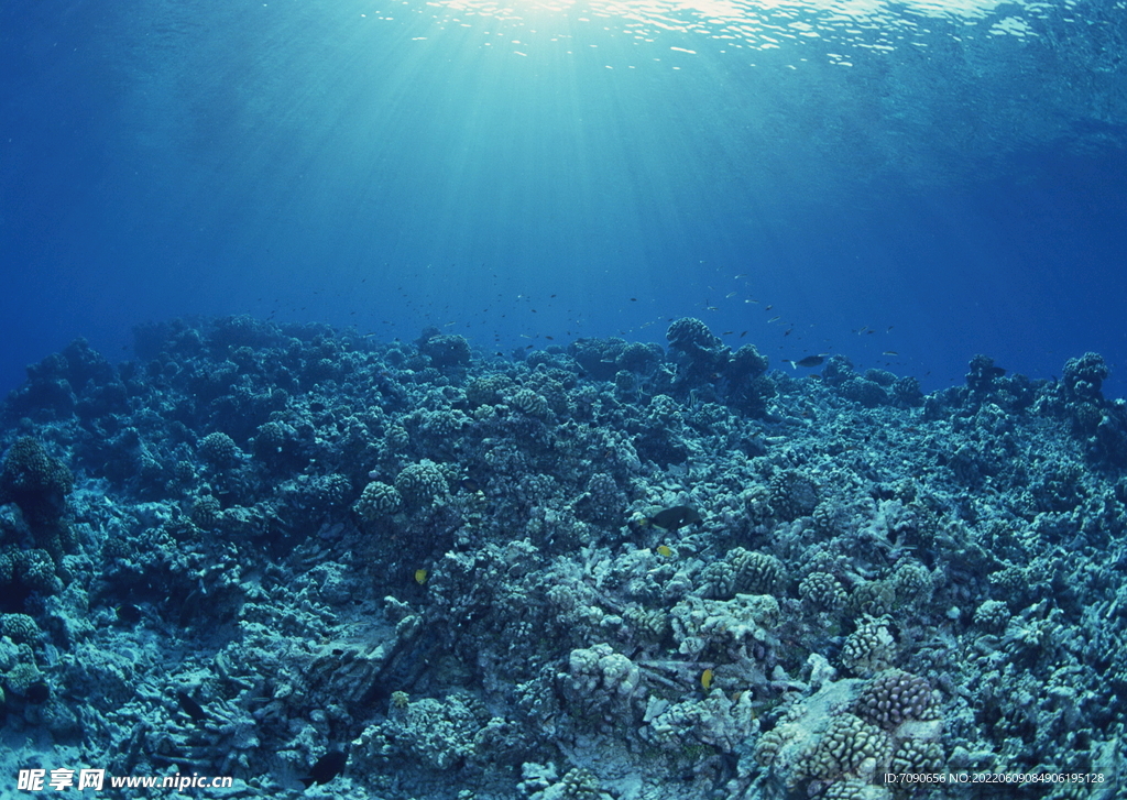 神秘海域生物    