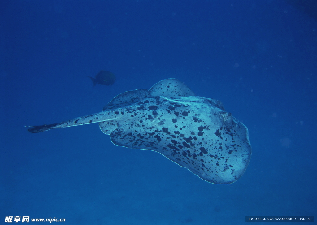 神秘海域生物    