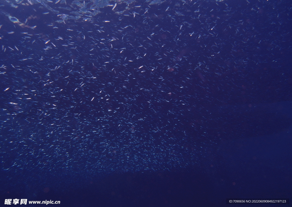 神秘海域生物    