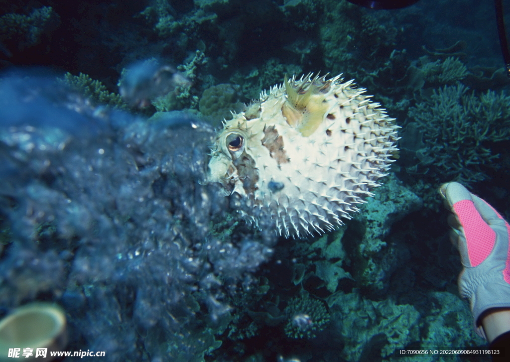 探索海洋生物    