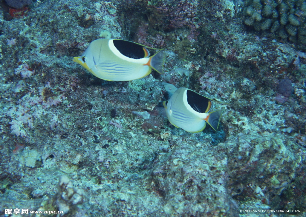 神秘海域生物    