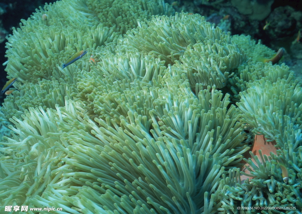 海洋植物    