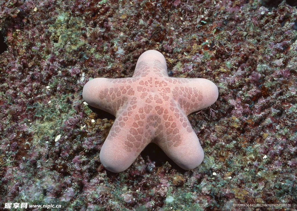 海洋动物海星   