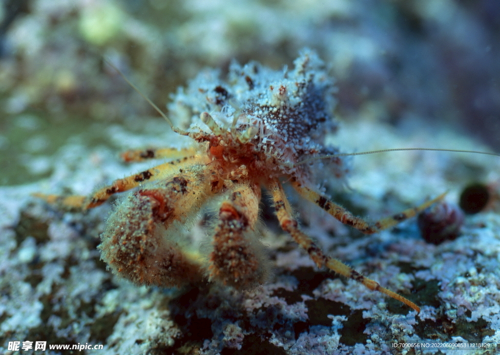 神秘海底生物     