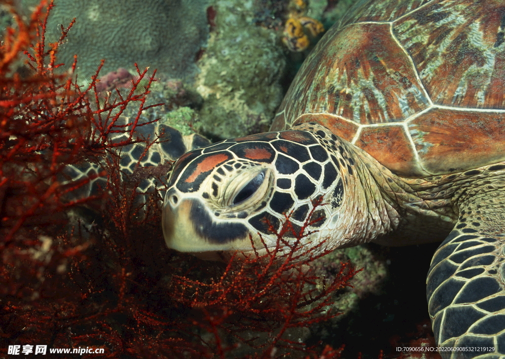 海洋动物海龟科      