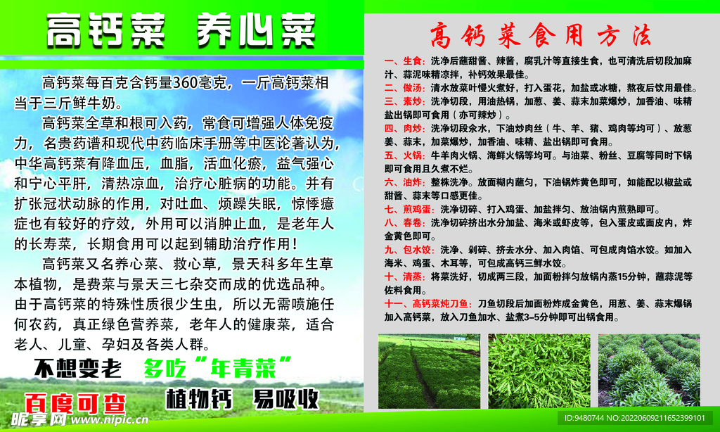 高钙菜介绍