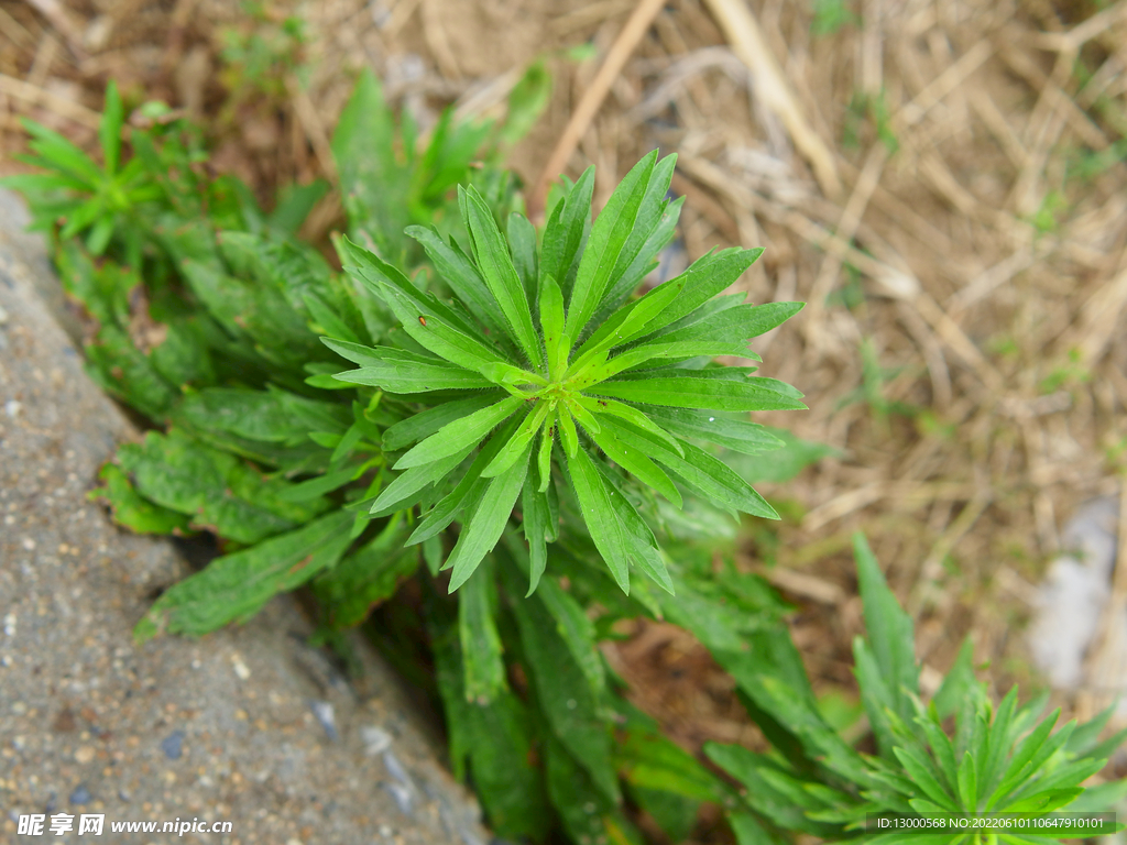 小蓬草