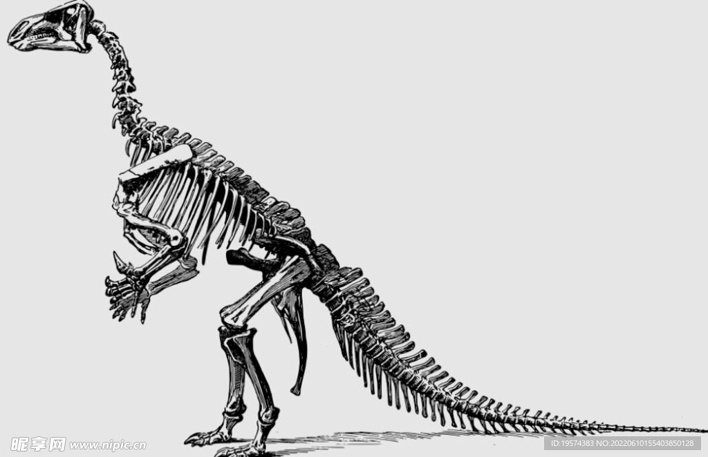 恐龙骨头线稿 线描 素描 线条