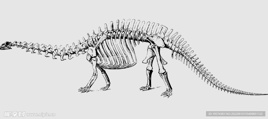 恐龙头骨素描图片