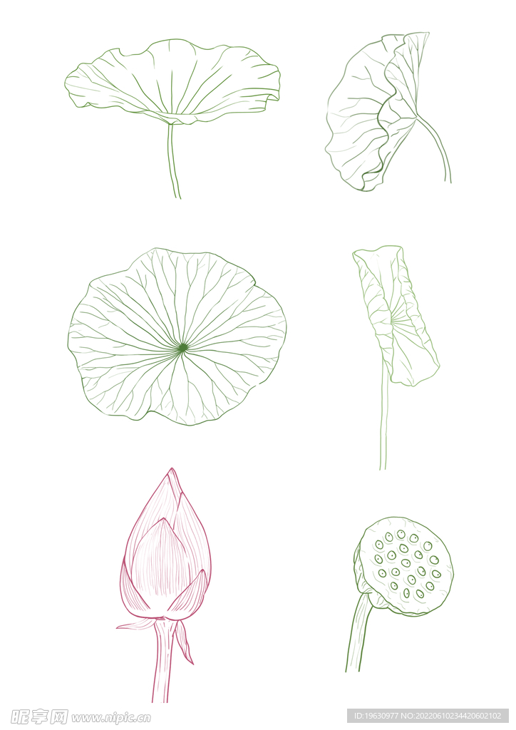 线稿荷花