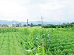 田园风光