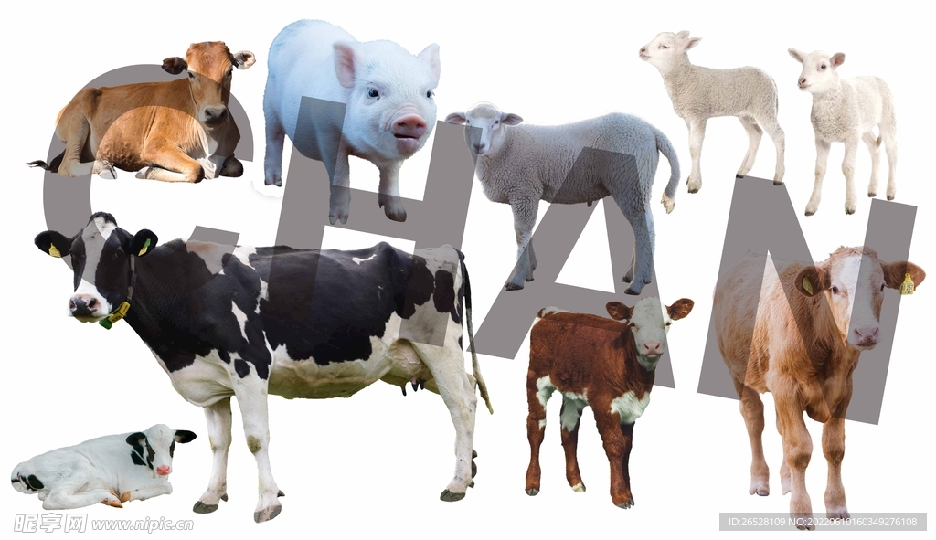 高清家畜猪牛羊抠图分层素材