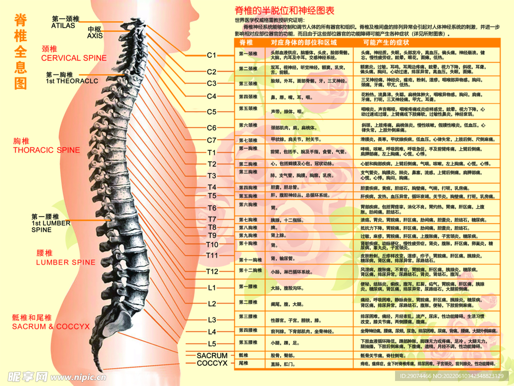 脊椎全息图