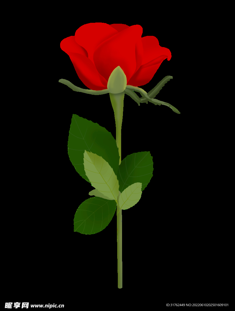 玫瑰花