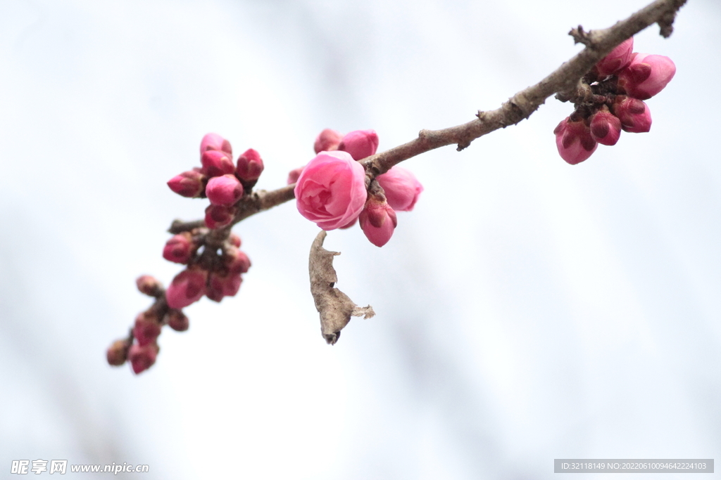 花开