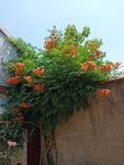 凌霄花