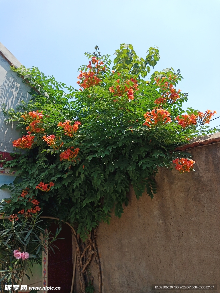 凌霄花