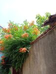 凌霄花