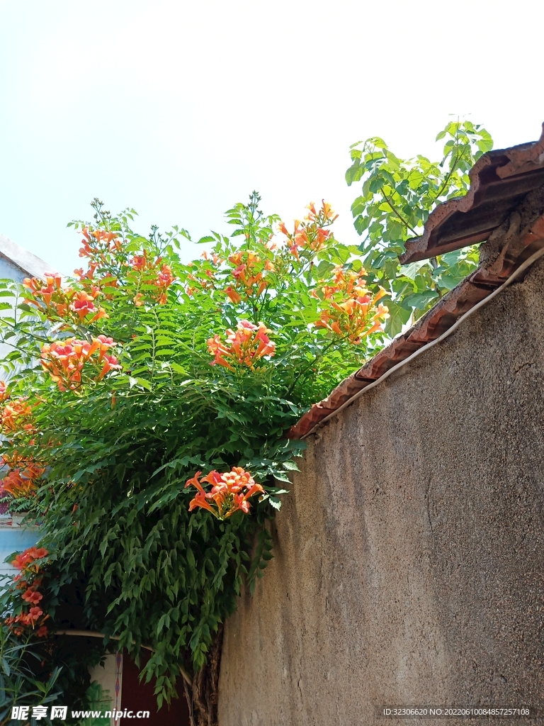凌霄花