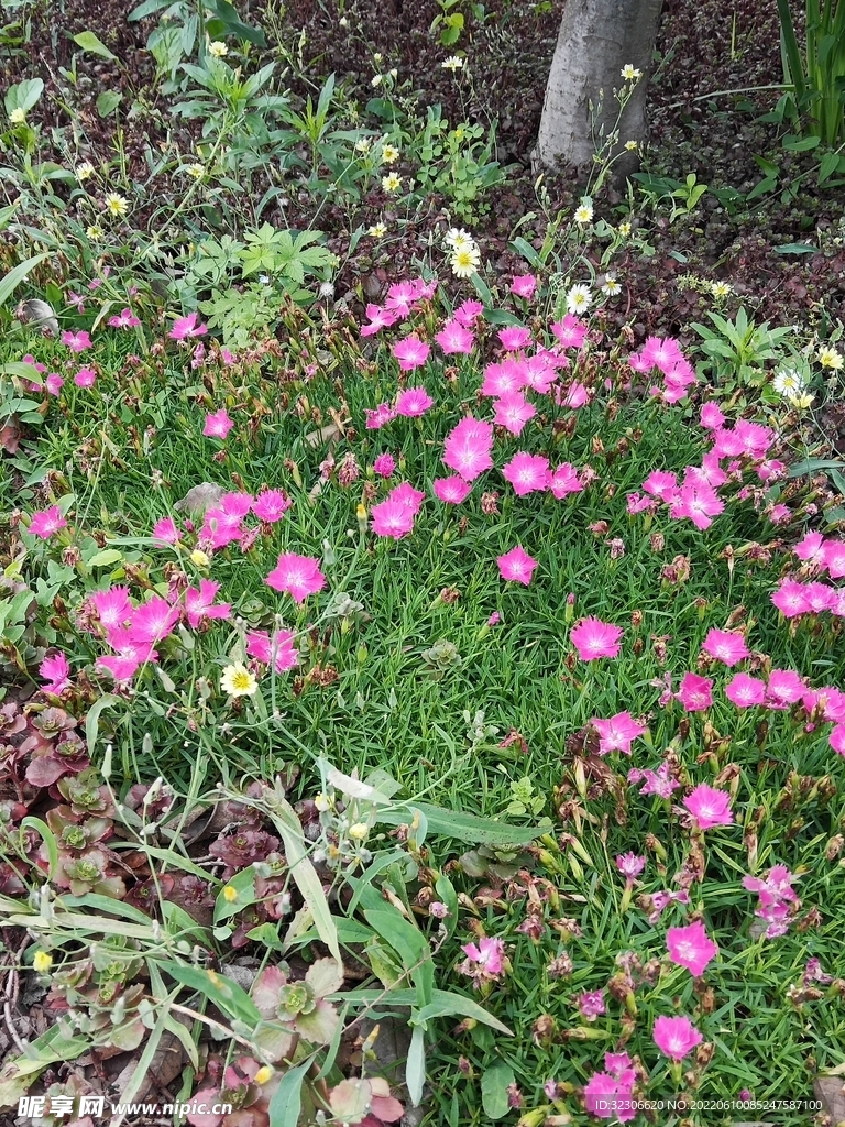 石竹花