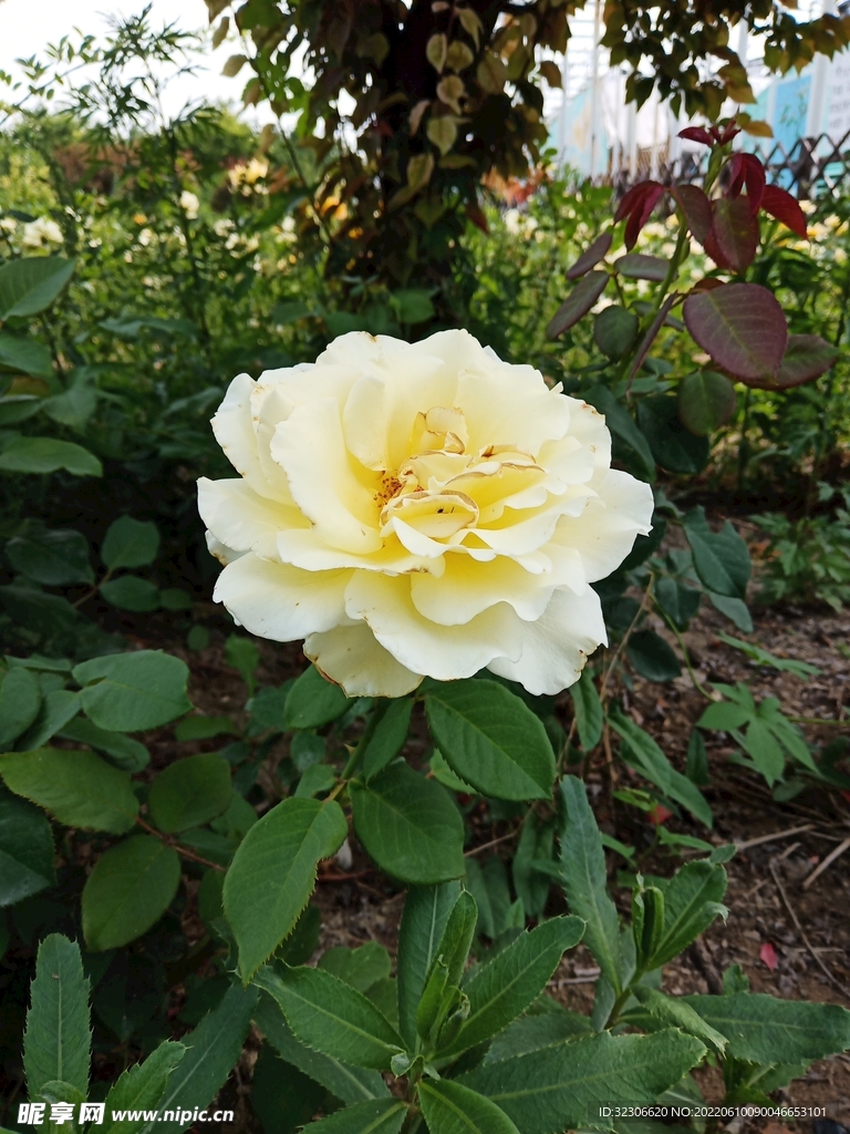 月季花