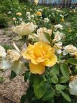 月季花