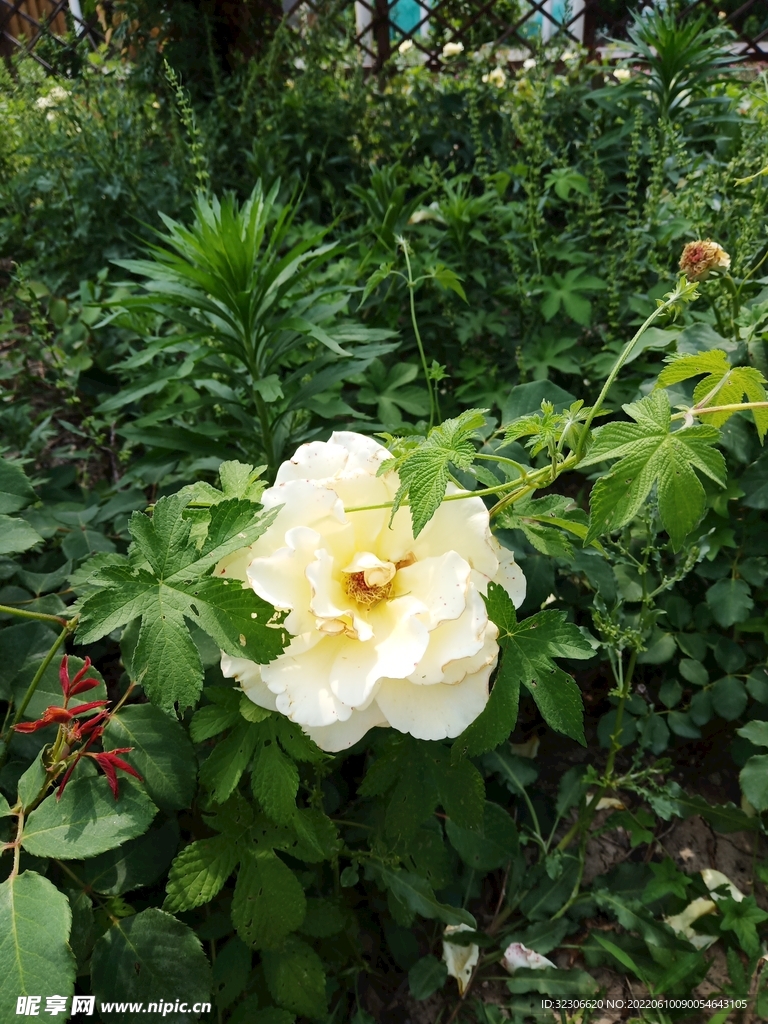 月季花