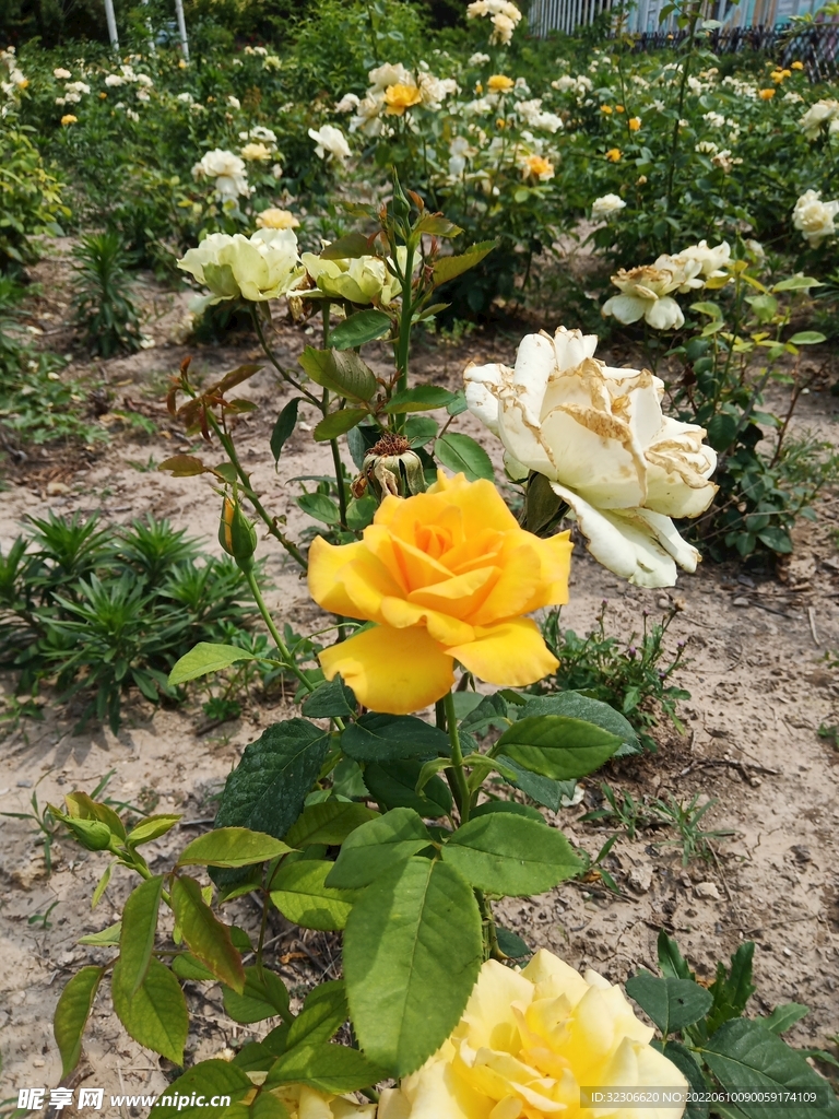 月季花