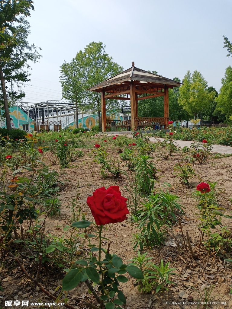 月季花