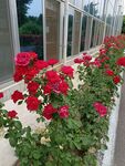 月季花