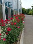 月季花
