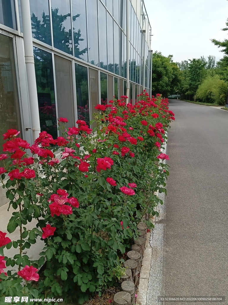 月季花