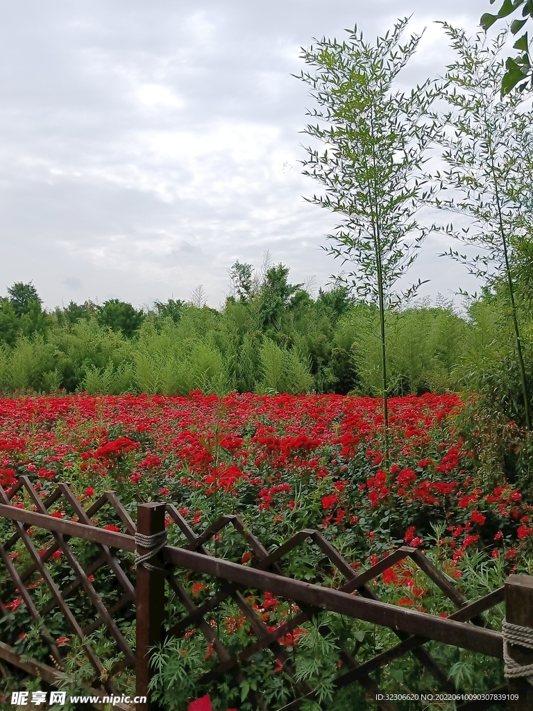月季花