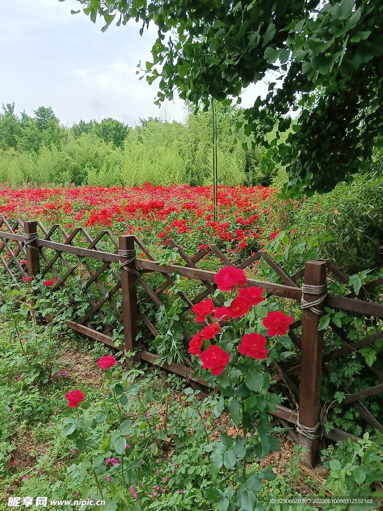月季花
